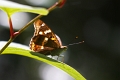 Papillon_Petit Mars
